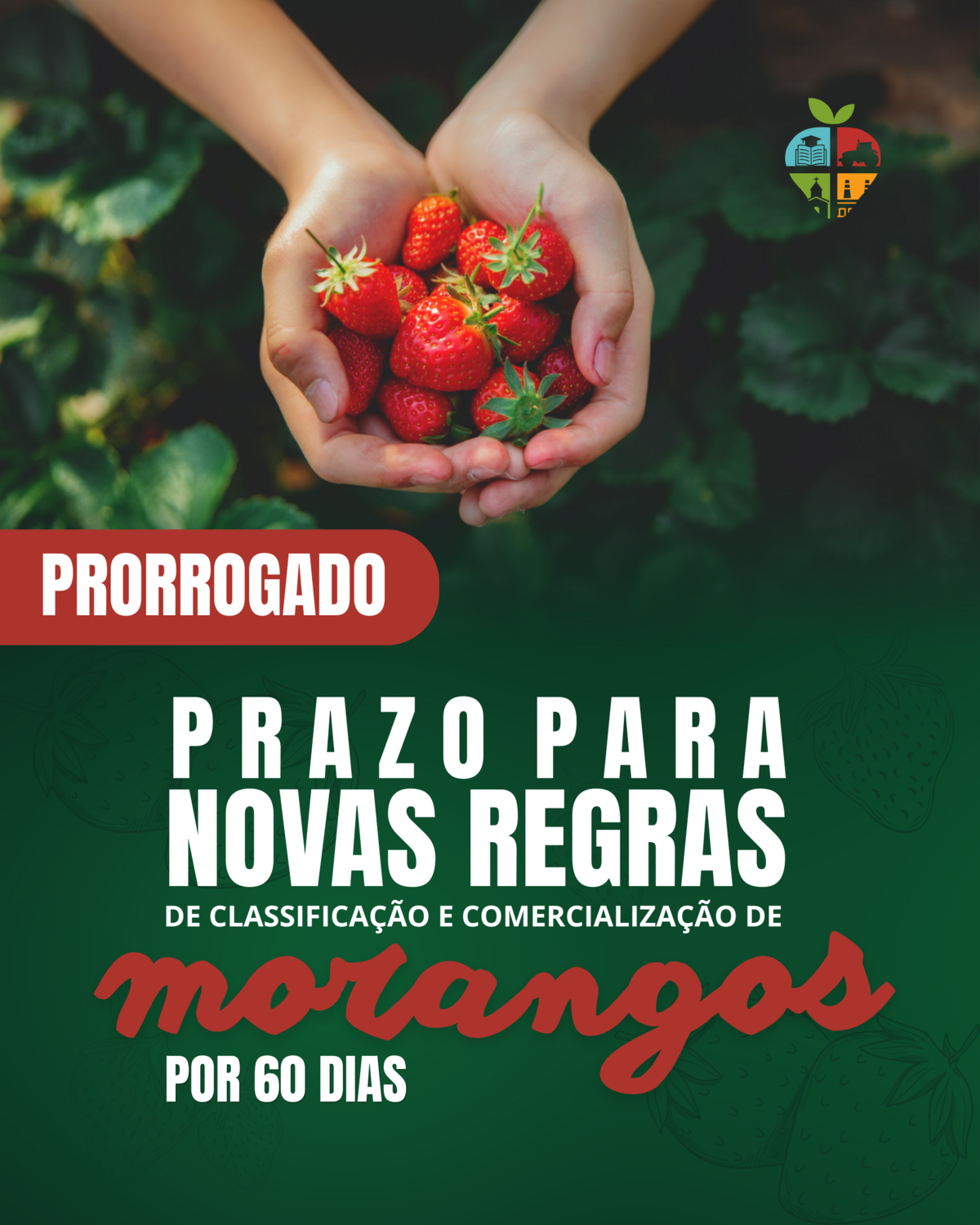 prorrogado-prazo-para-novas-regras-de-classificacao-e-comercializacao-de-morangos