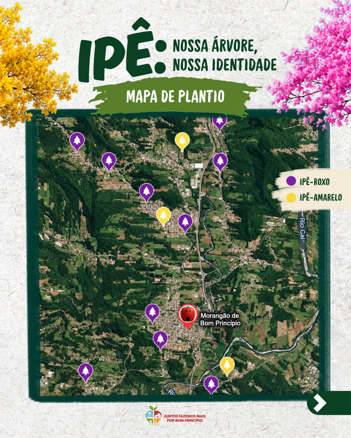 ipe-simbolo-de-bom-principio-ganha-espaco-e-comeca-a-formar-um-mapa-pelo-municipio