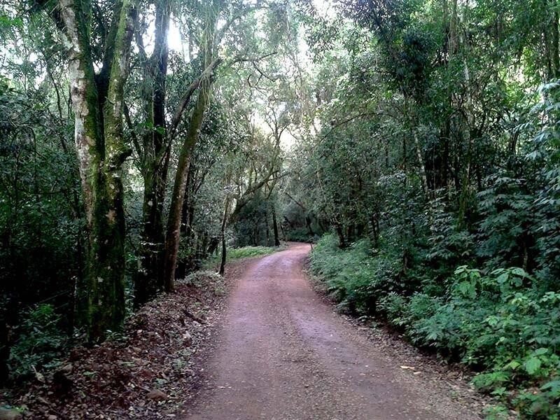 Túnel Verde