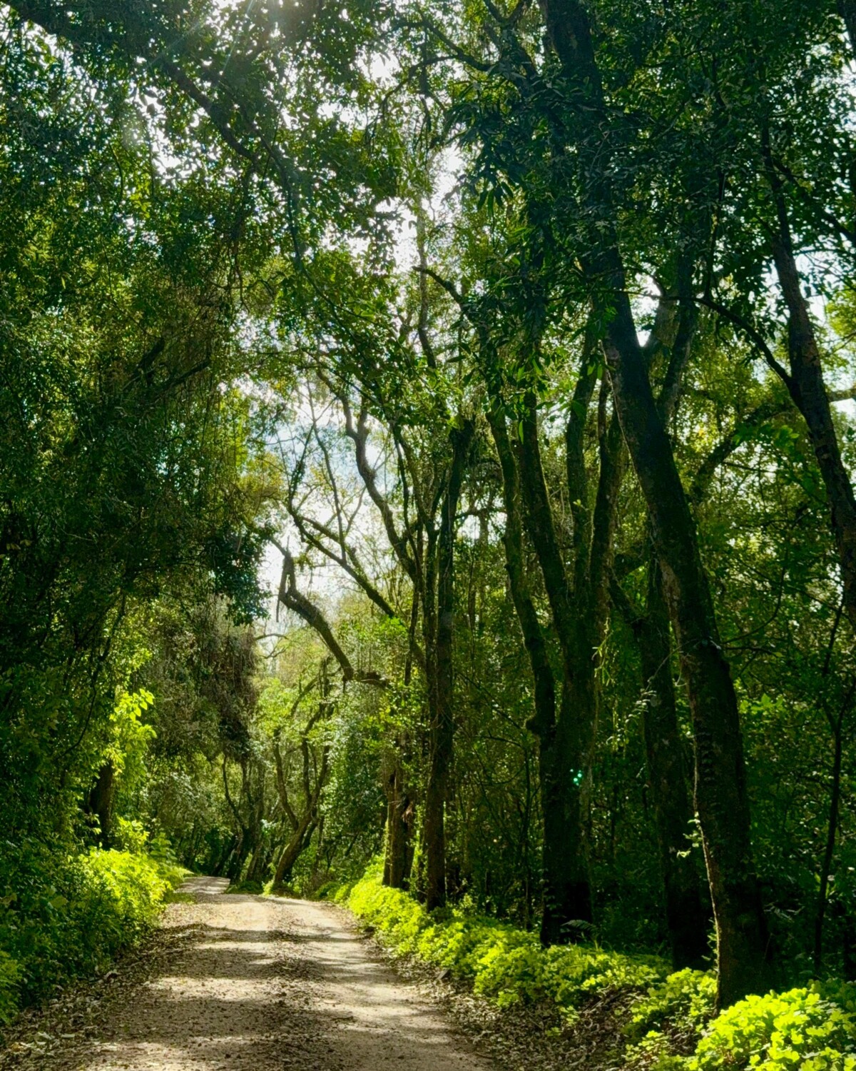 tunel-verde